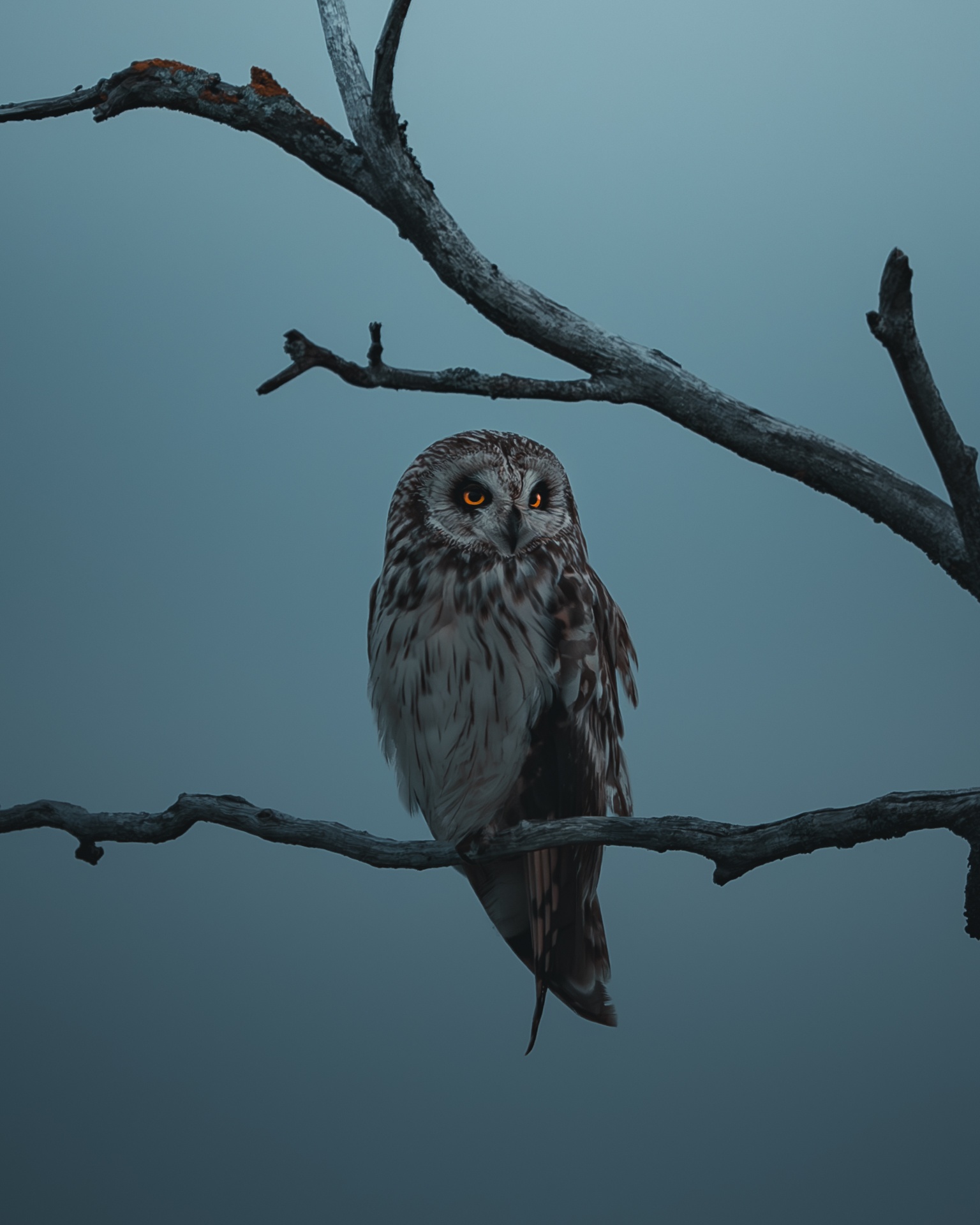 Short eared owl portrait by mankeyfoto
