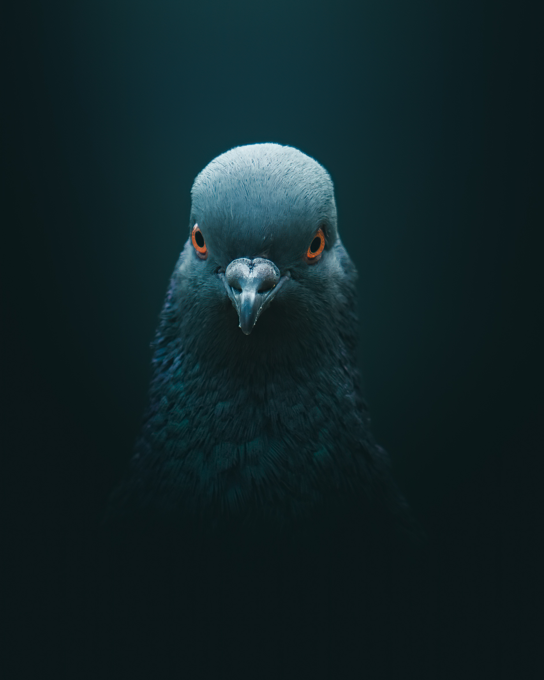 Pigeon portrait by mankeyfoto