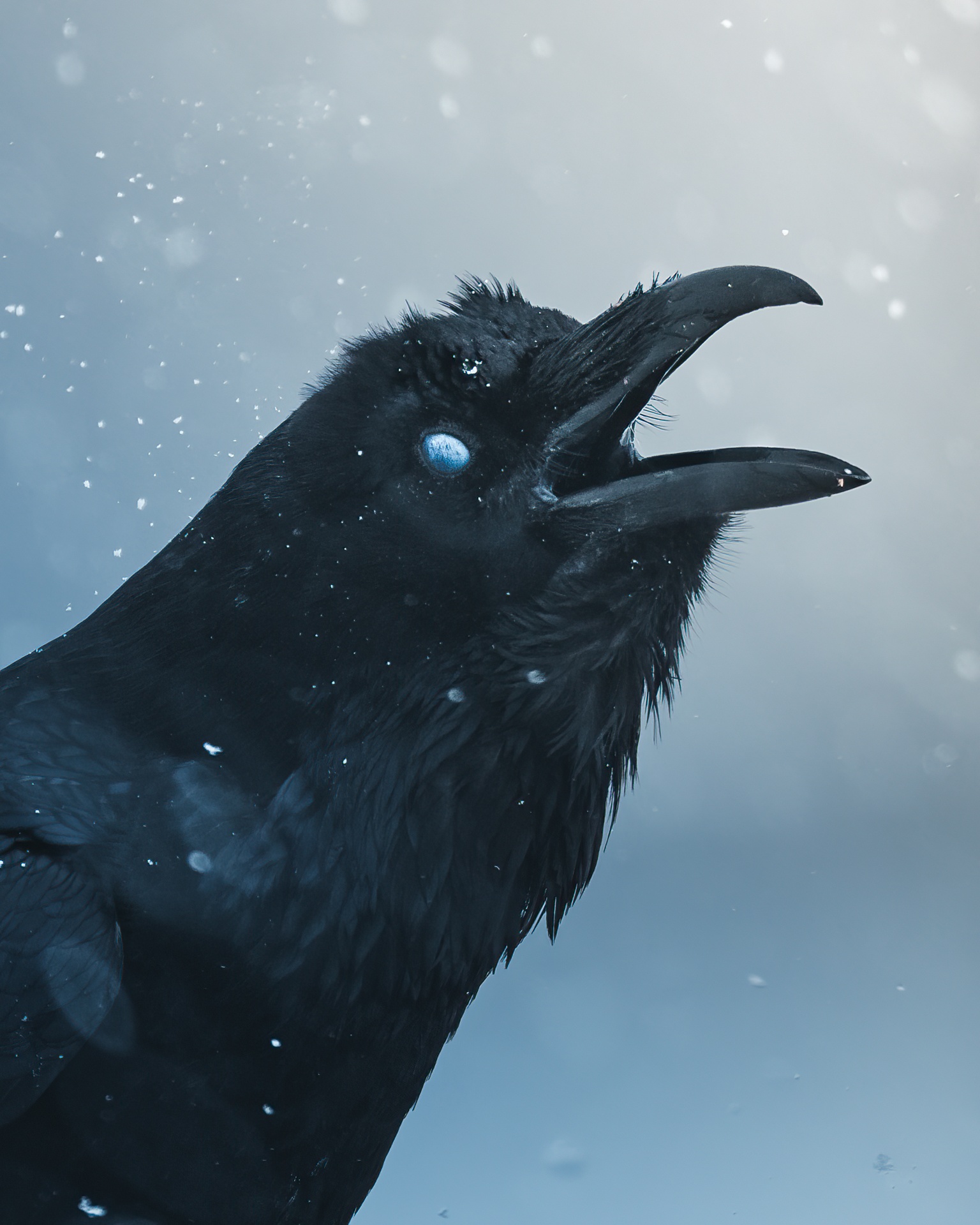 Short eared owl portrait by mankeyfoto