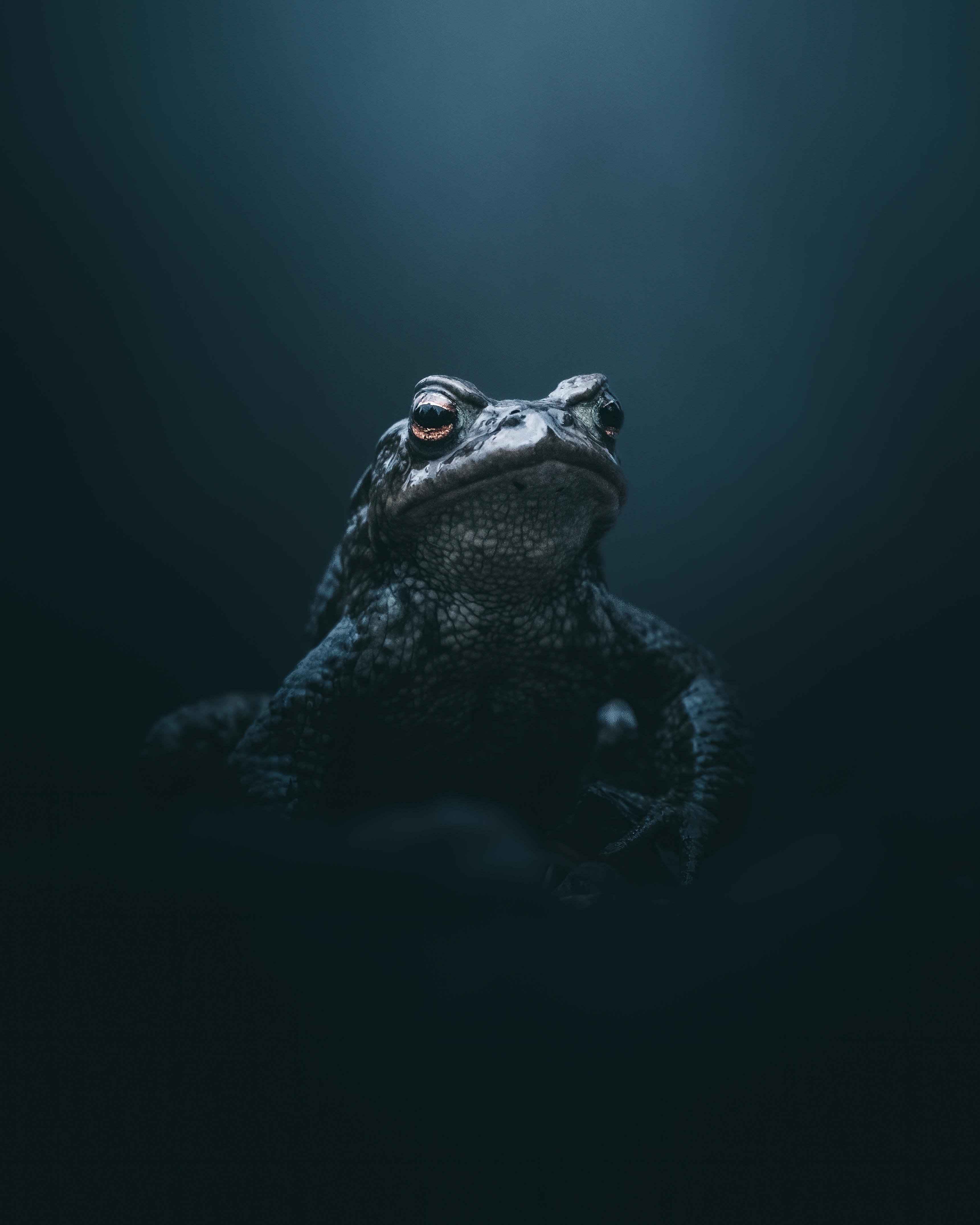 toad portrait by mankeyfoto