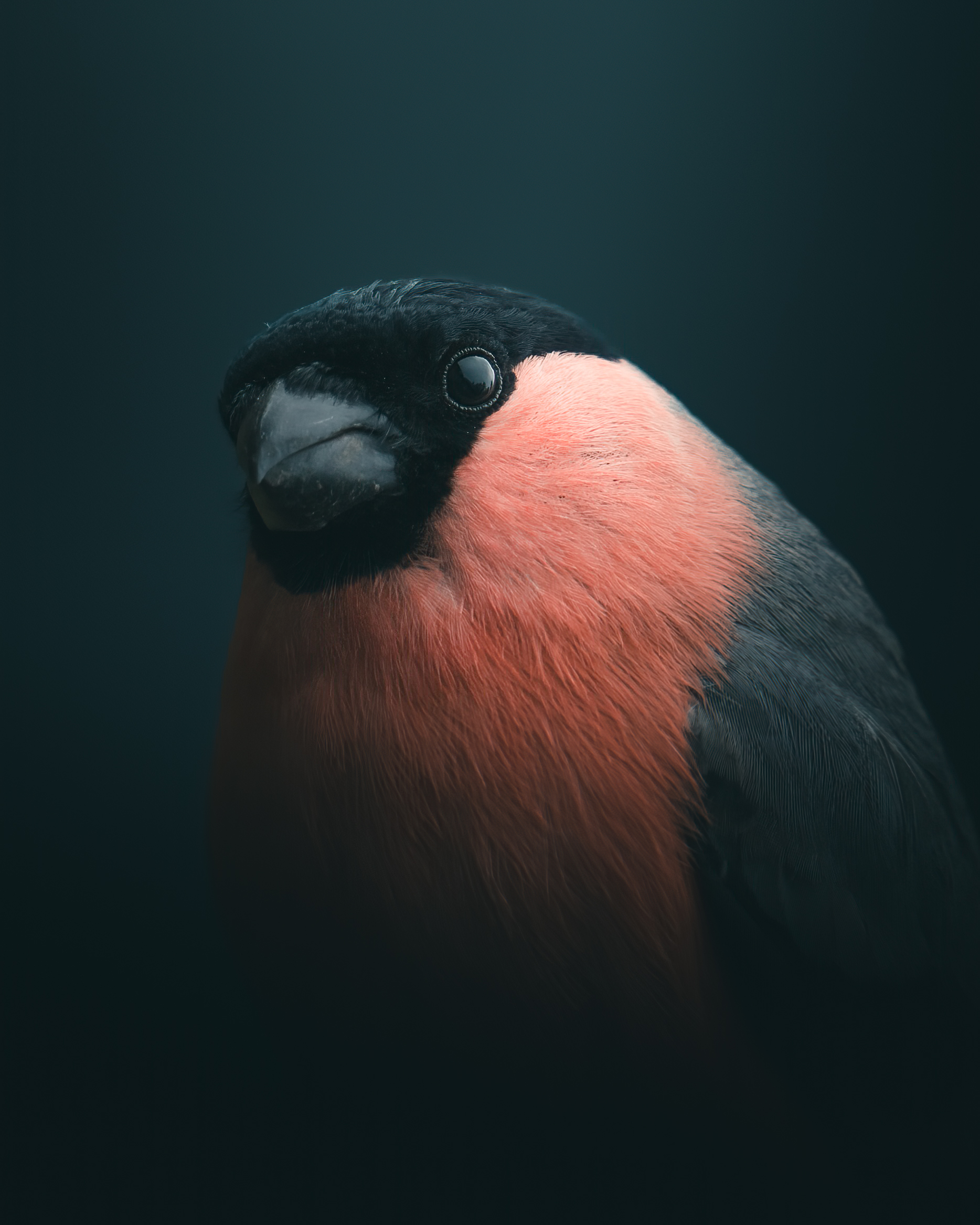 Portrait of a bullfinch by mankeyfoto