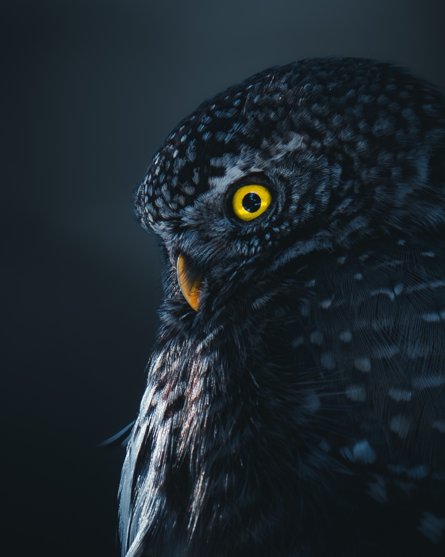 Pet portraits by Mankeyfoto