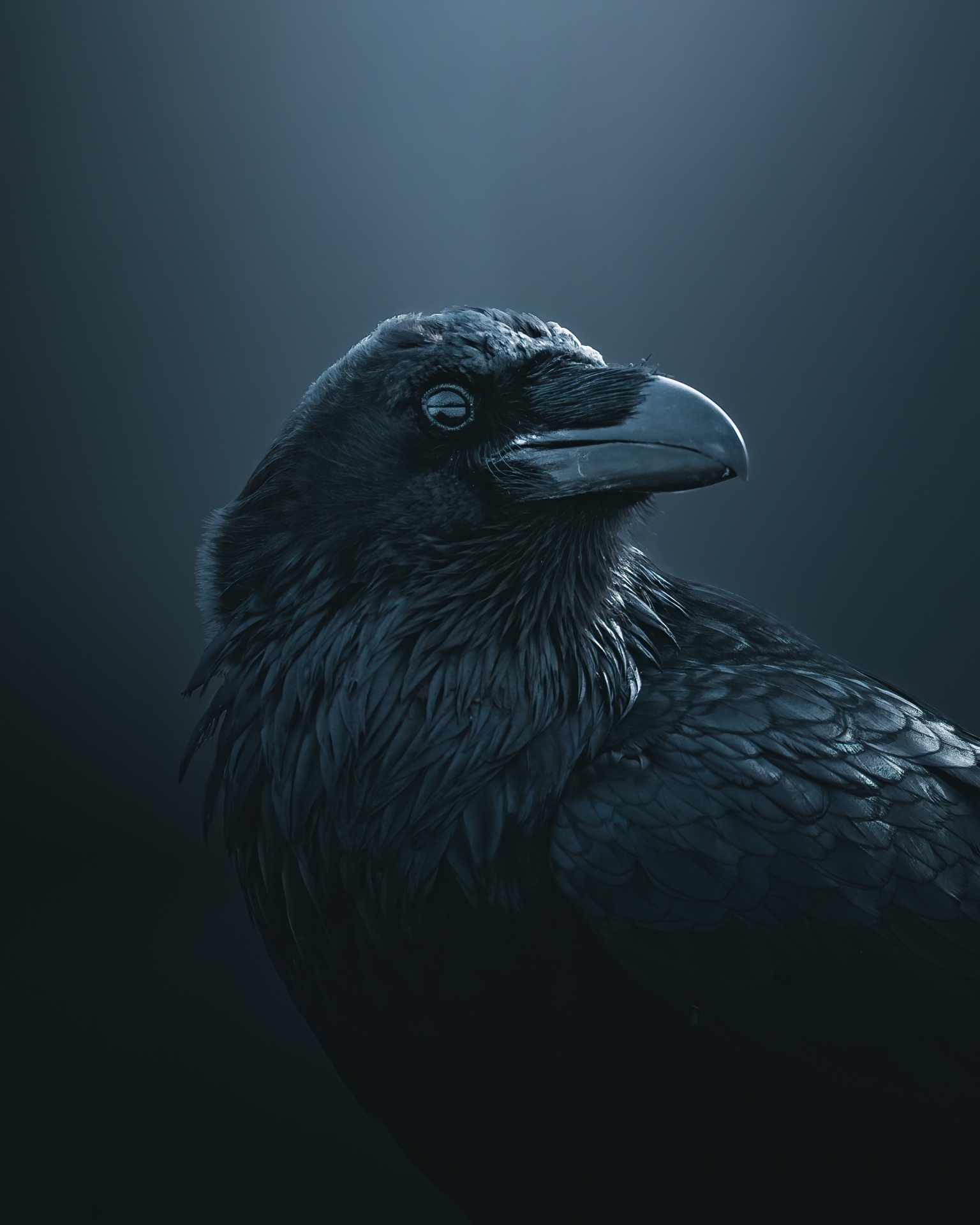 Short eared owl portrait by mankeyfoto