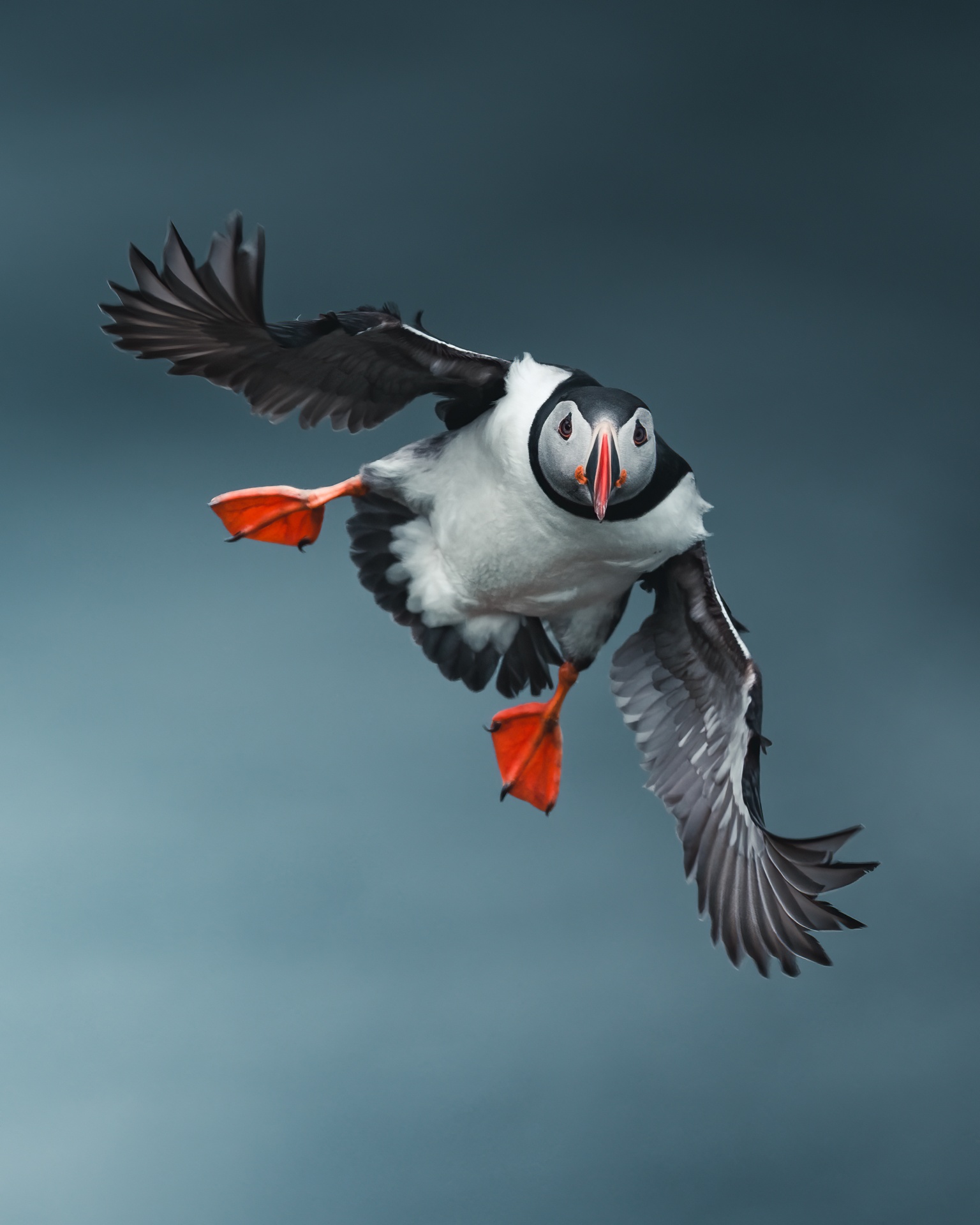 Short eared owl portrait by mankeyfoto