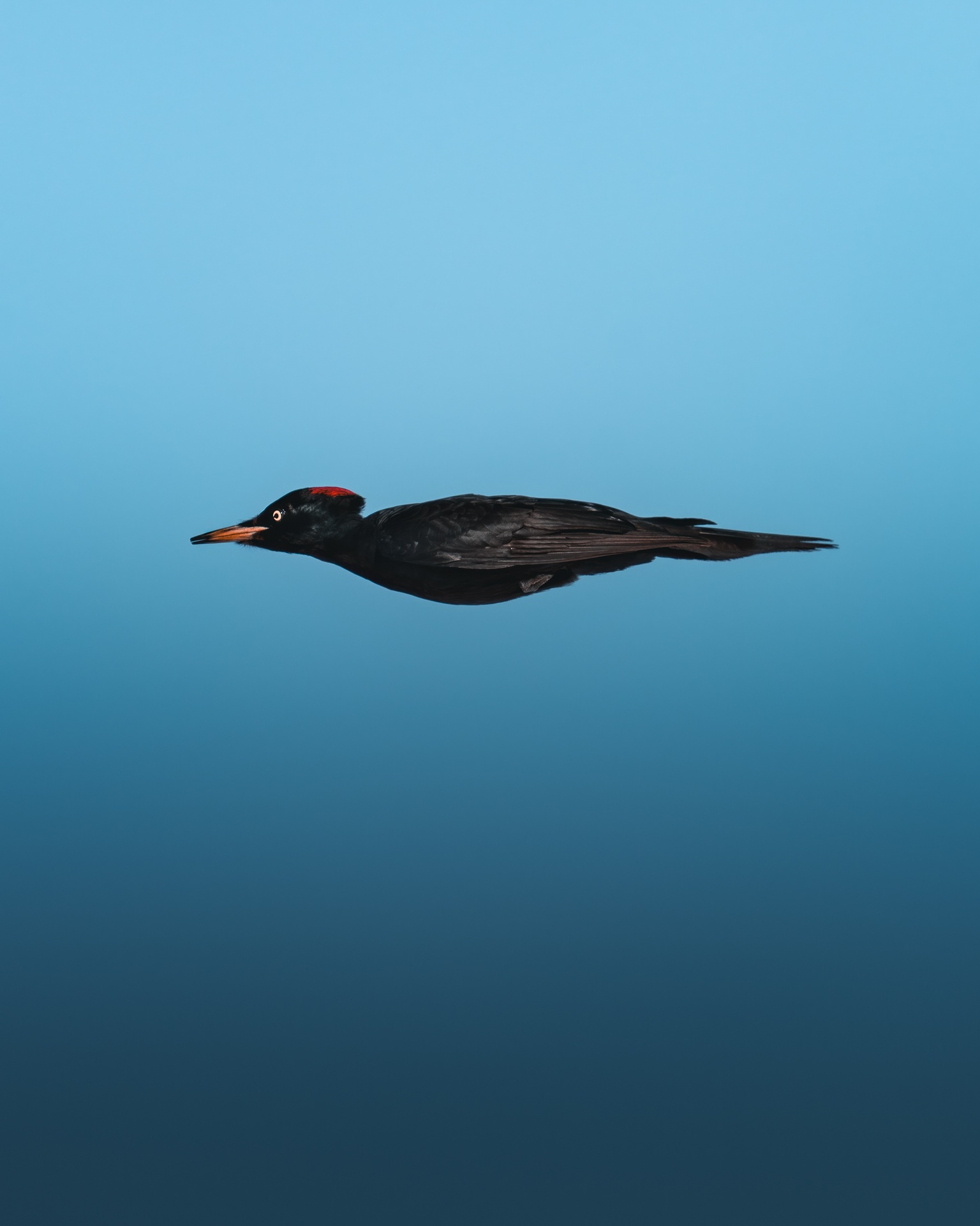 Short eared owl portrait by mankeyfoto