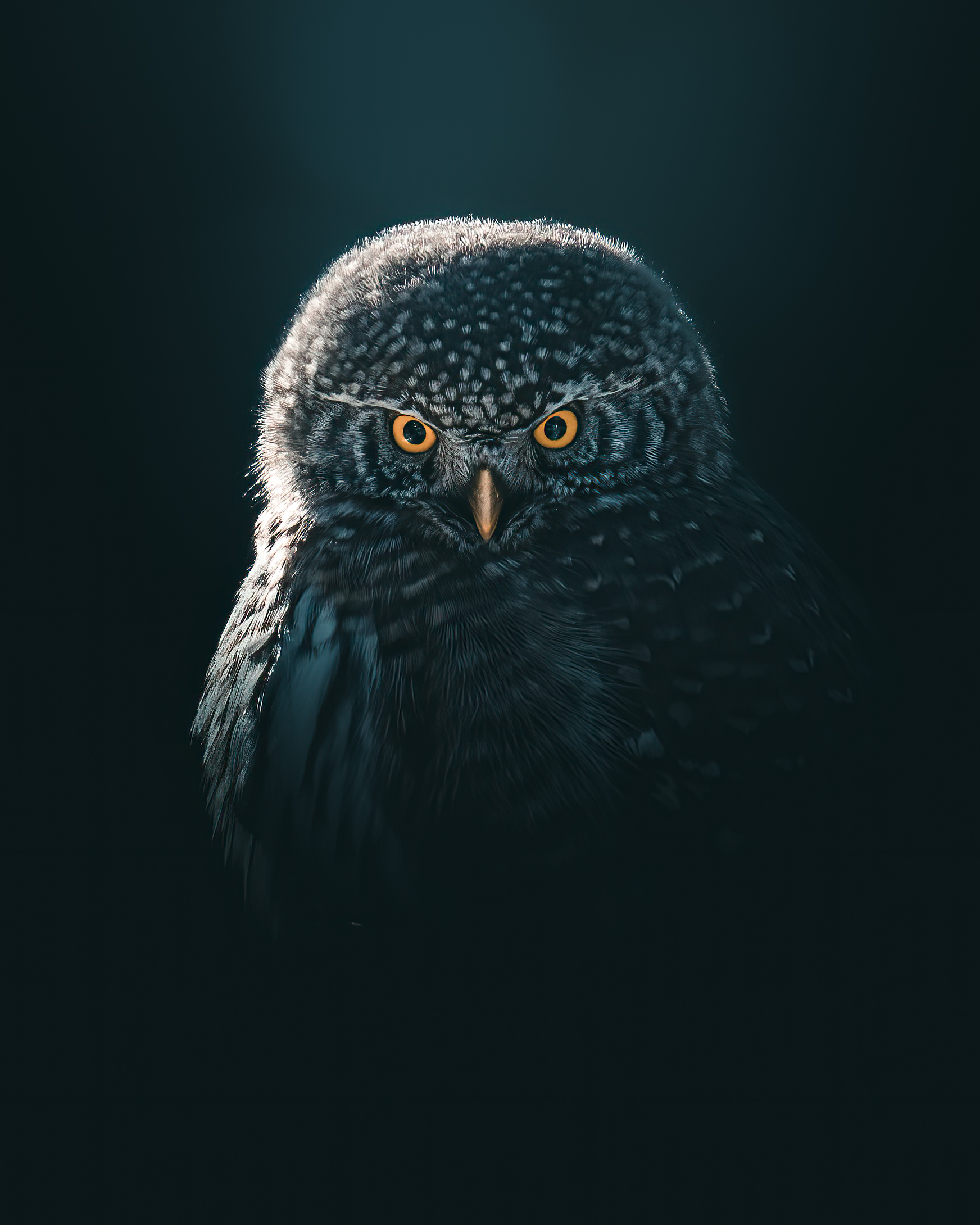 Eurasian pygmy owl in a moody light edited and photographed by mankeyfoto. wildlifephotography, sony alpha a7riv, art.