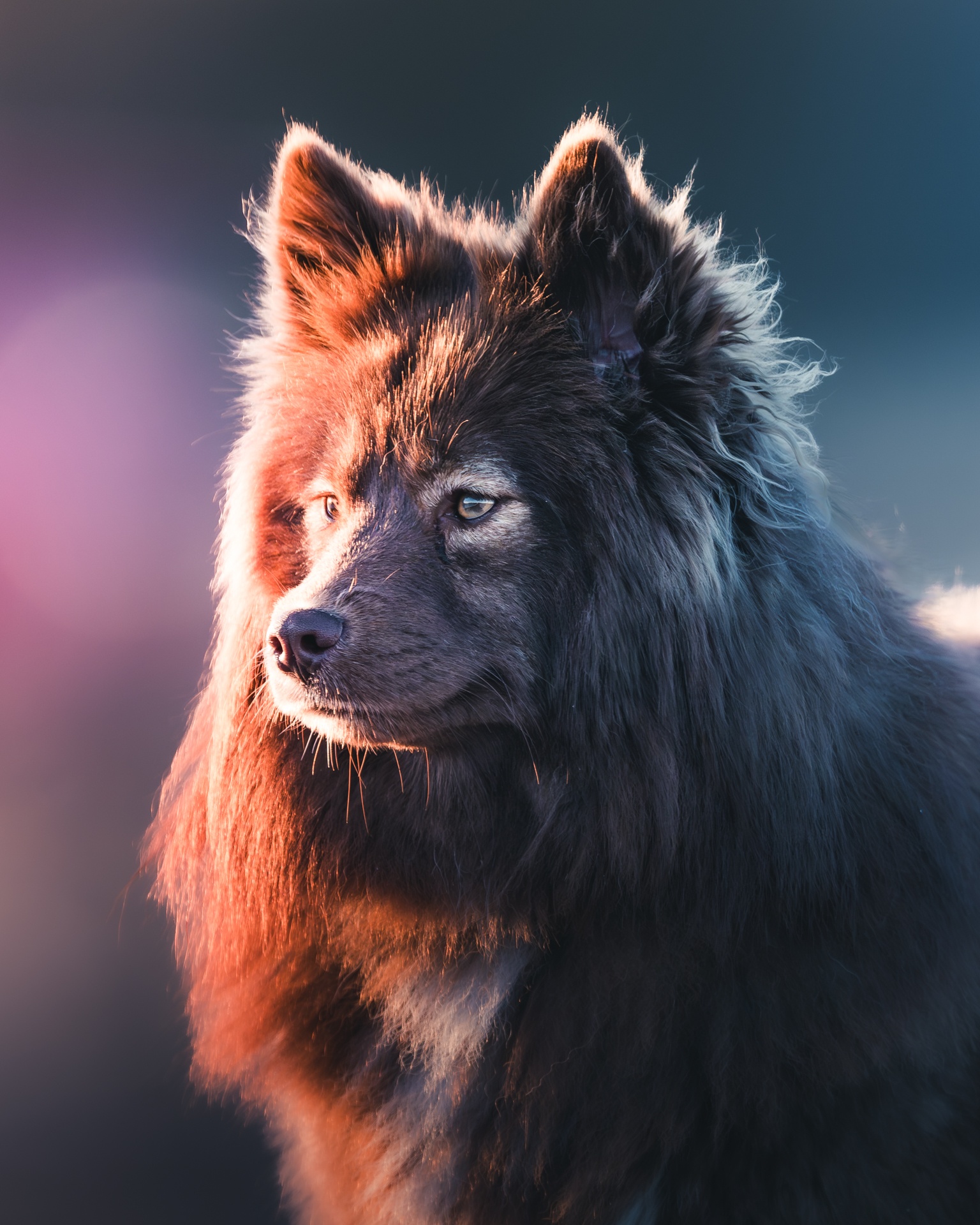 Pet portraits by Mankeyfoto