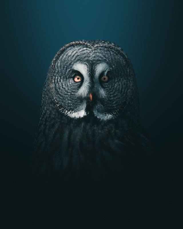 Great grey owl portrait by mankeyfoto