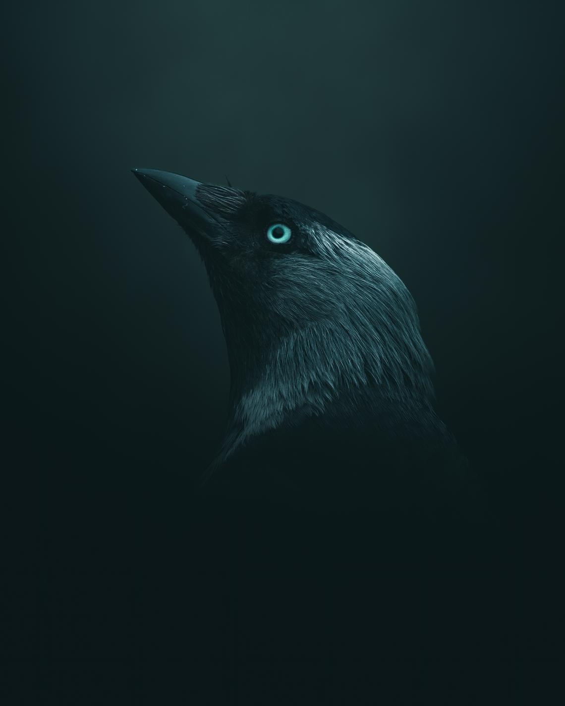 Jackdaw portrait