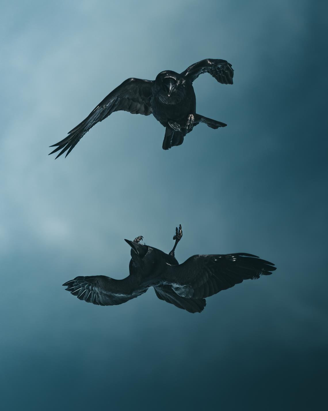 Ravens dancing in the sky