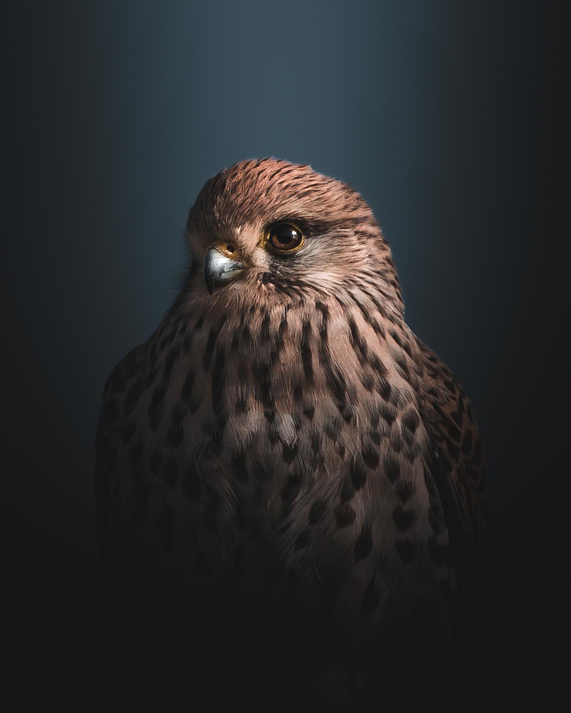 Kestrel portrait