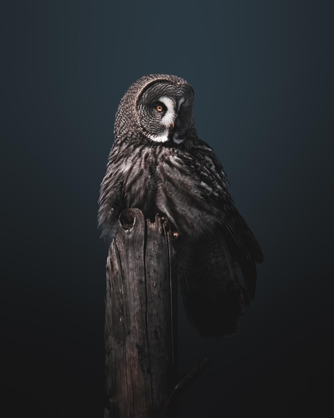 Great grey owl