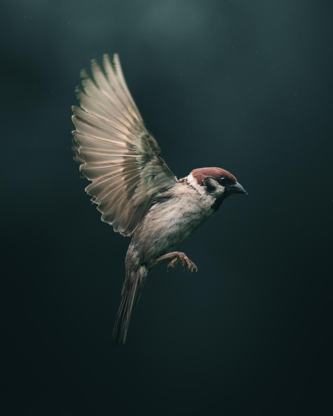 tree sparrow in flight by magnus berggren