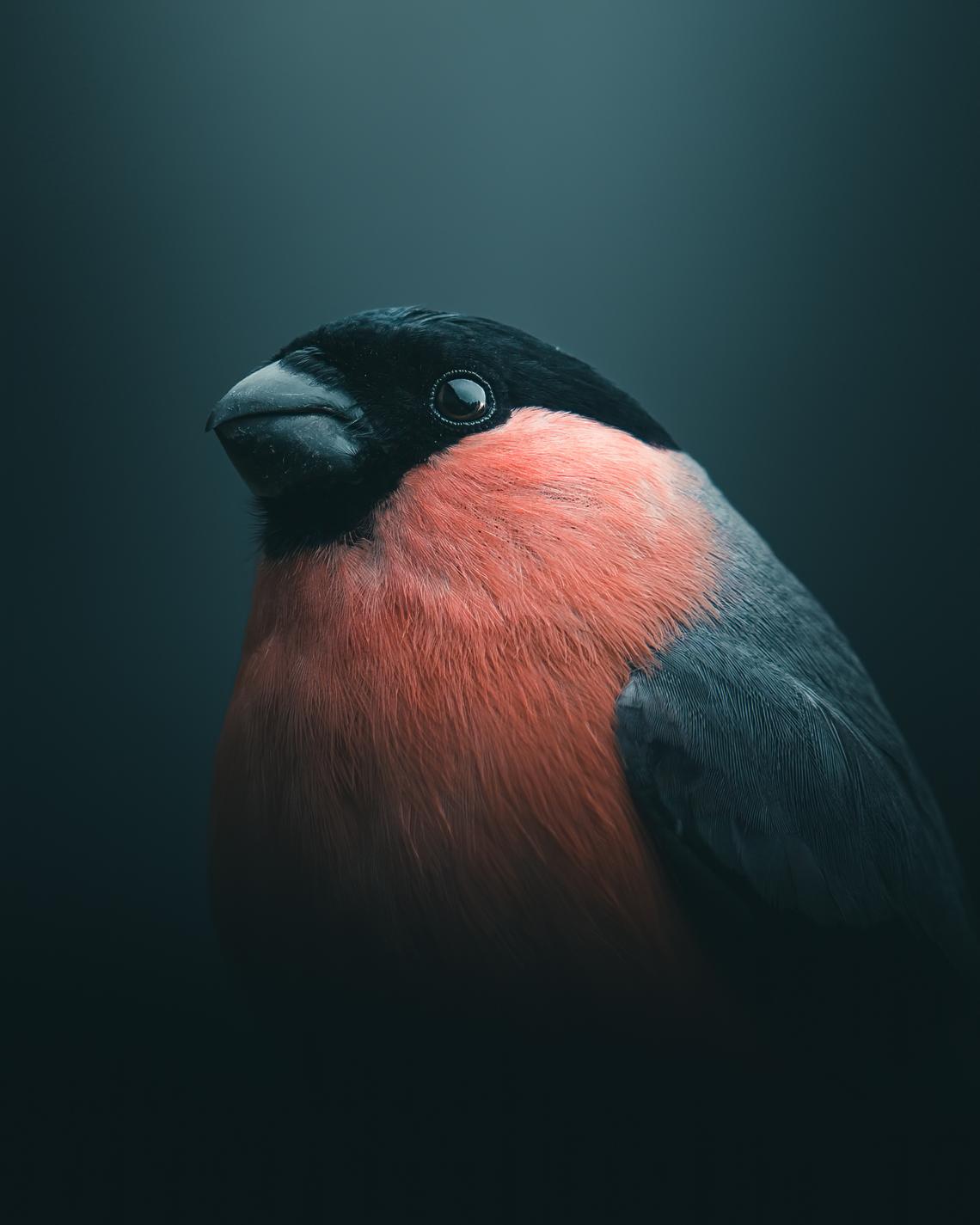 Bullfinch portrait