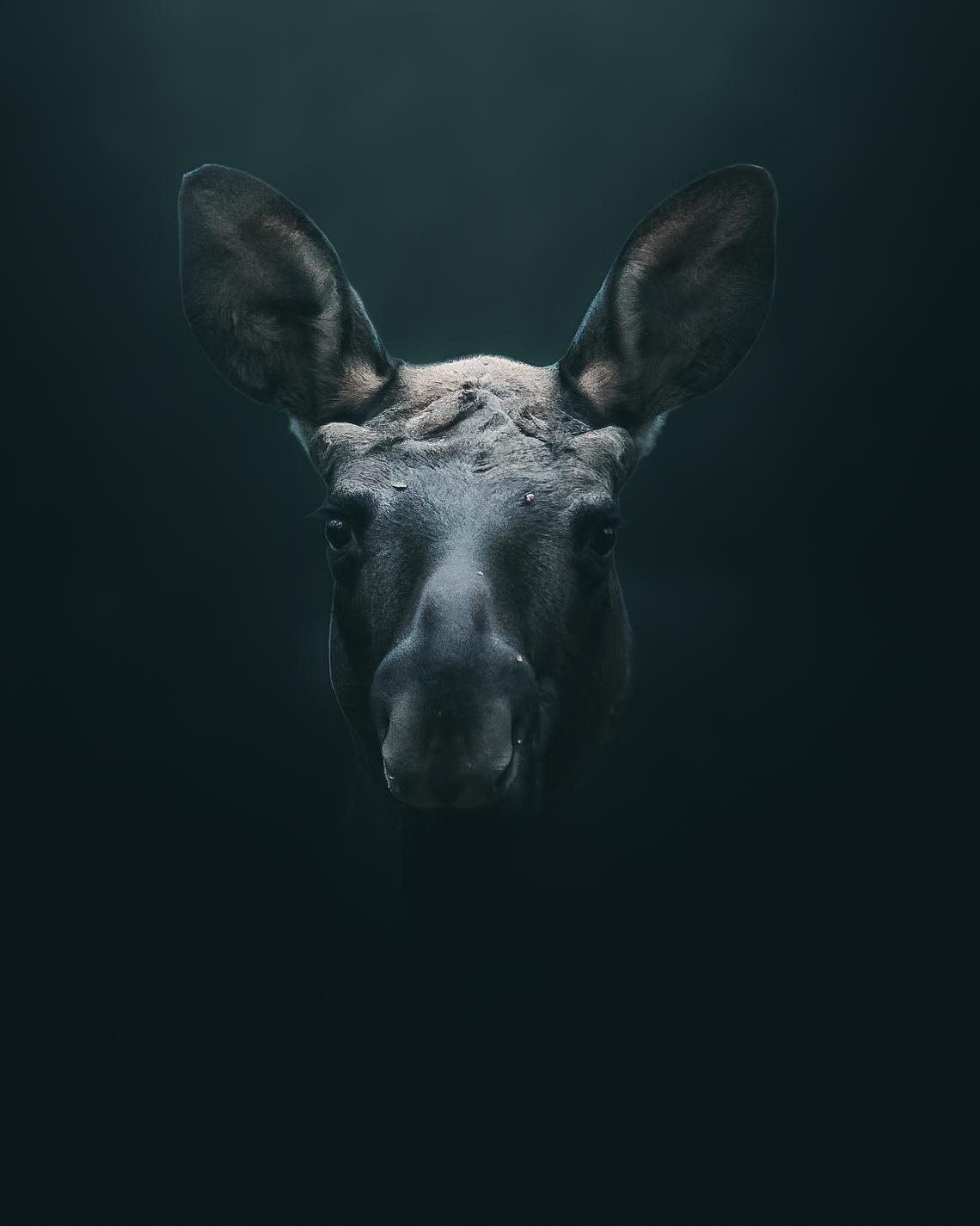 Moose portrait