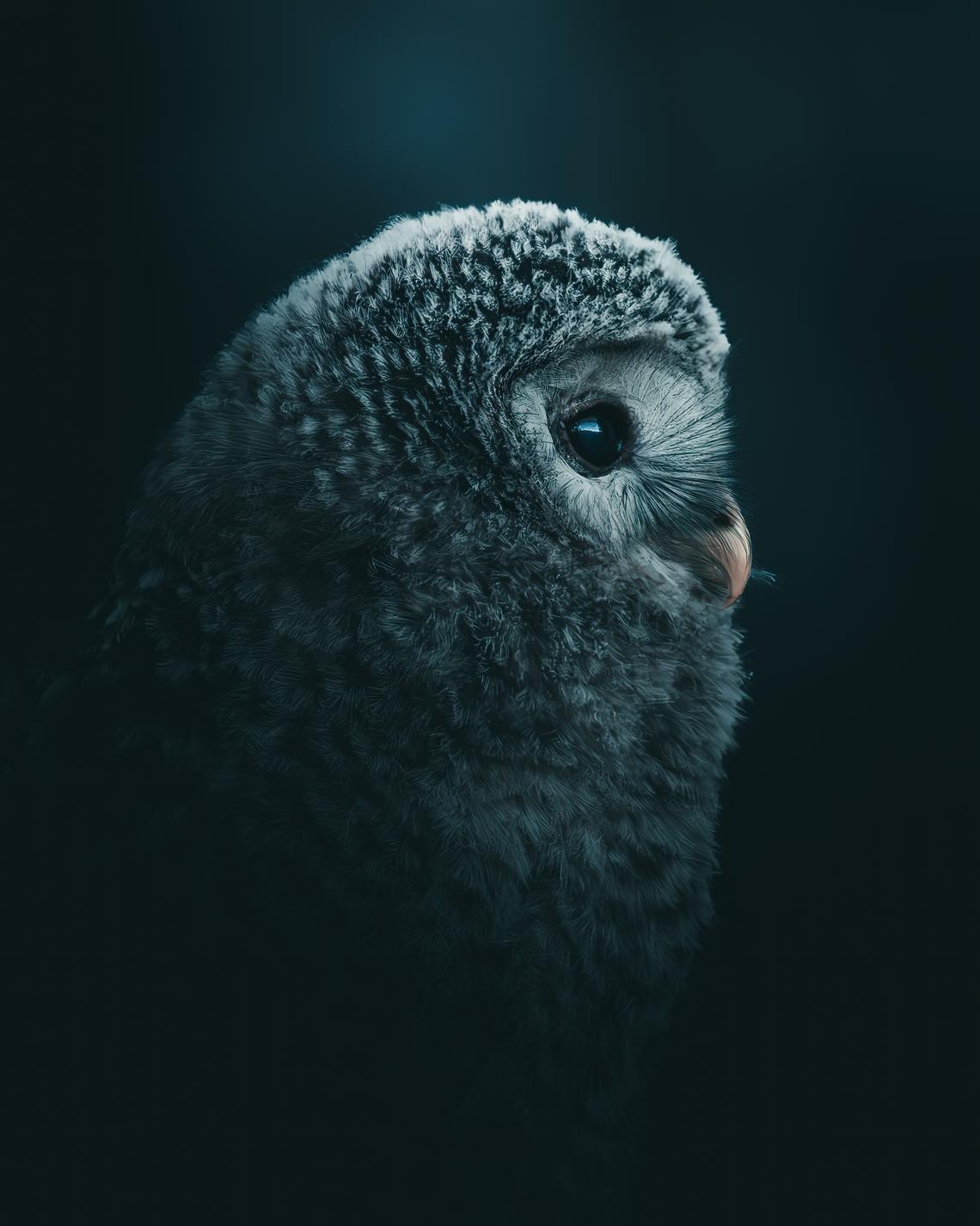 Ural owl chick