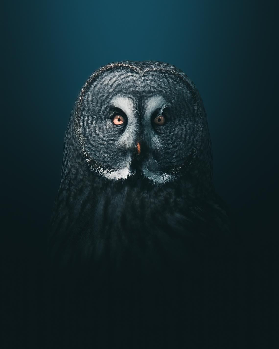 Great grey owl portrait by Mankeyfoto