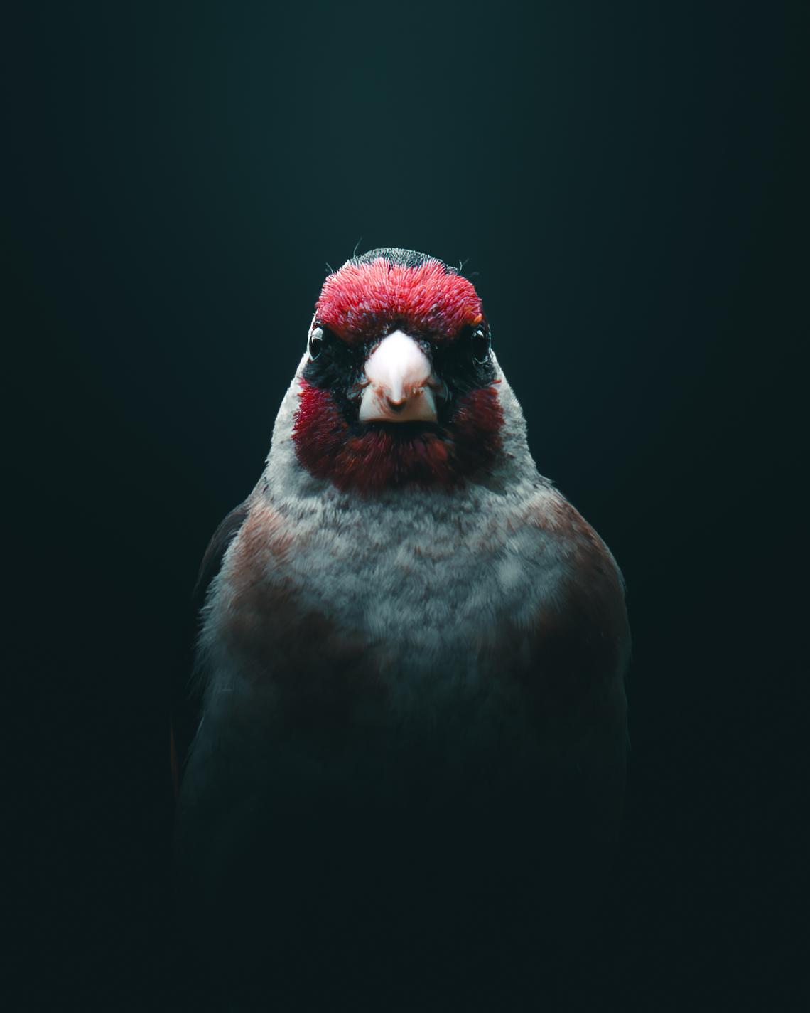 Goldfinch portrait by Mankeyfoto