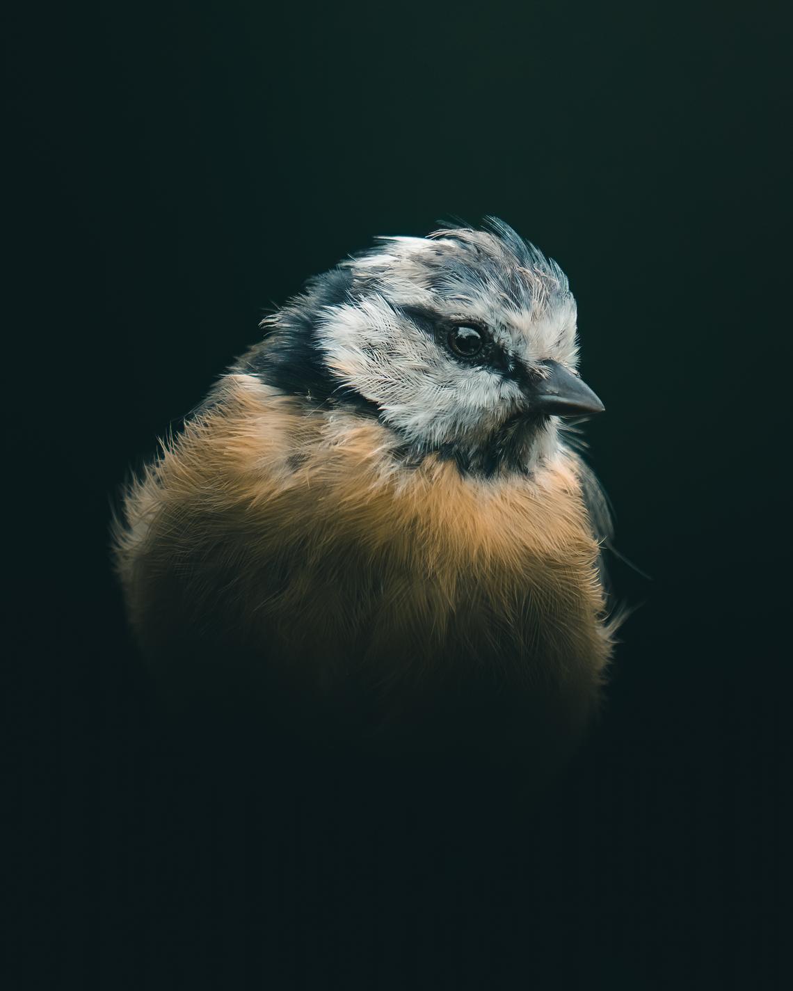 Blue tit