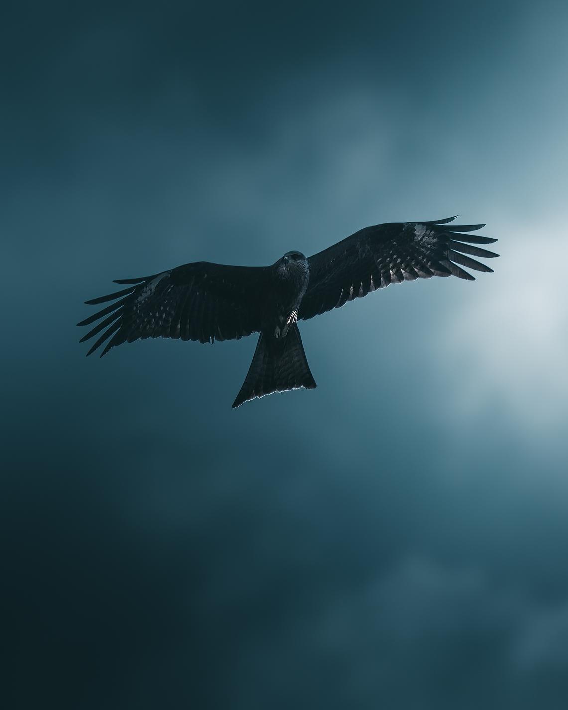 Black kite in flight