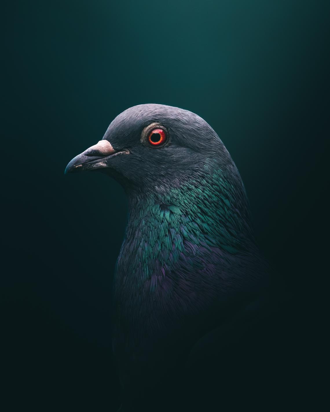 Pigeon portrait