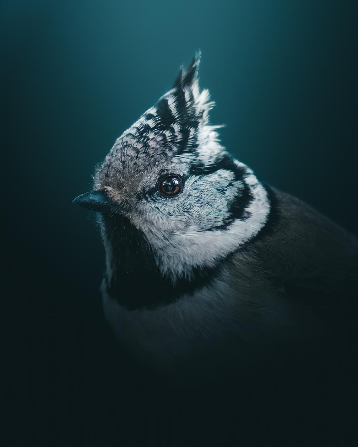 Crested tit portrait by mankeyfoto