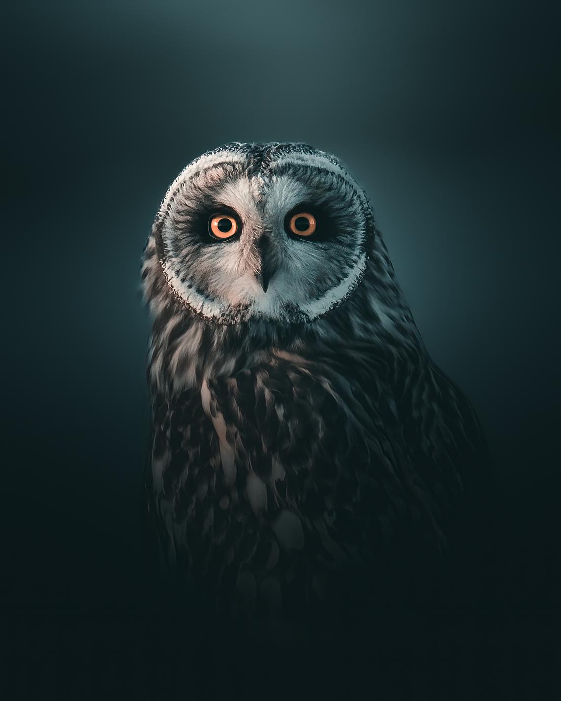 Short eared owl portrait