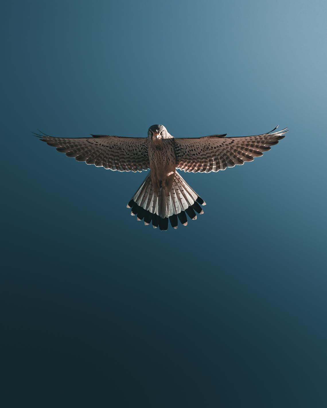 Kestrel hoovering