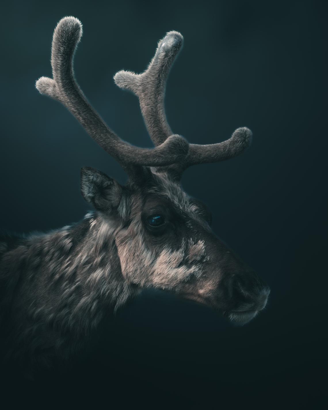 Reindeer