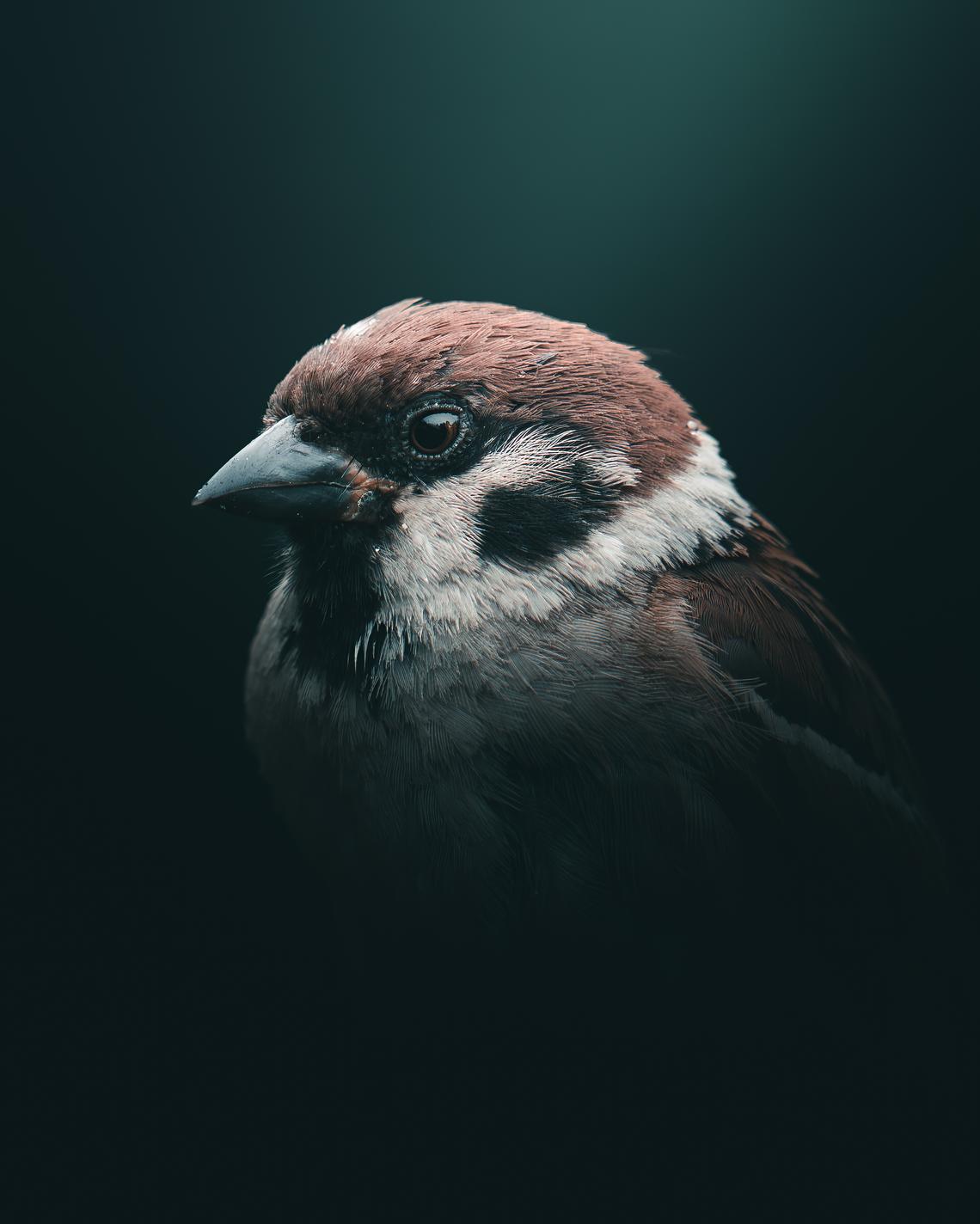 Tree sparrow