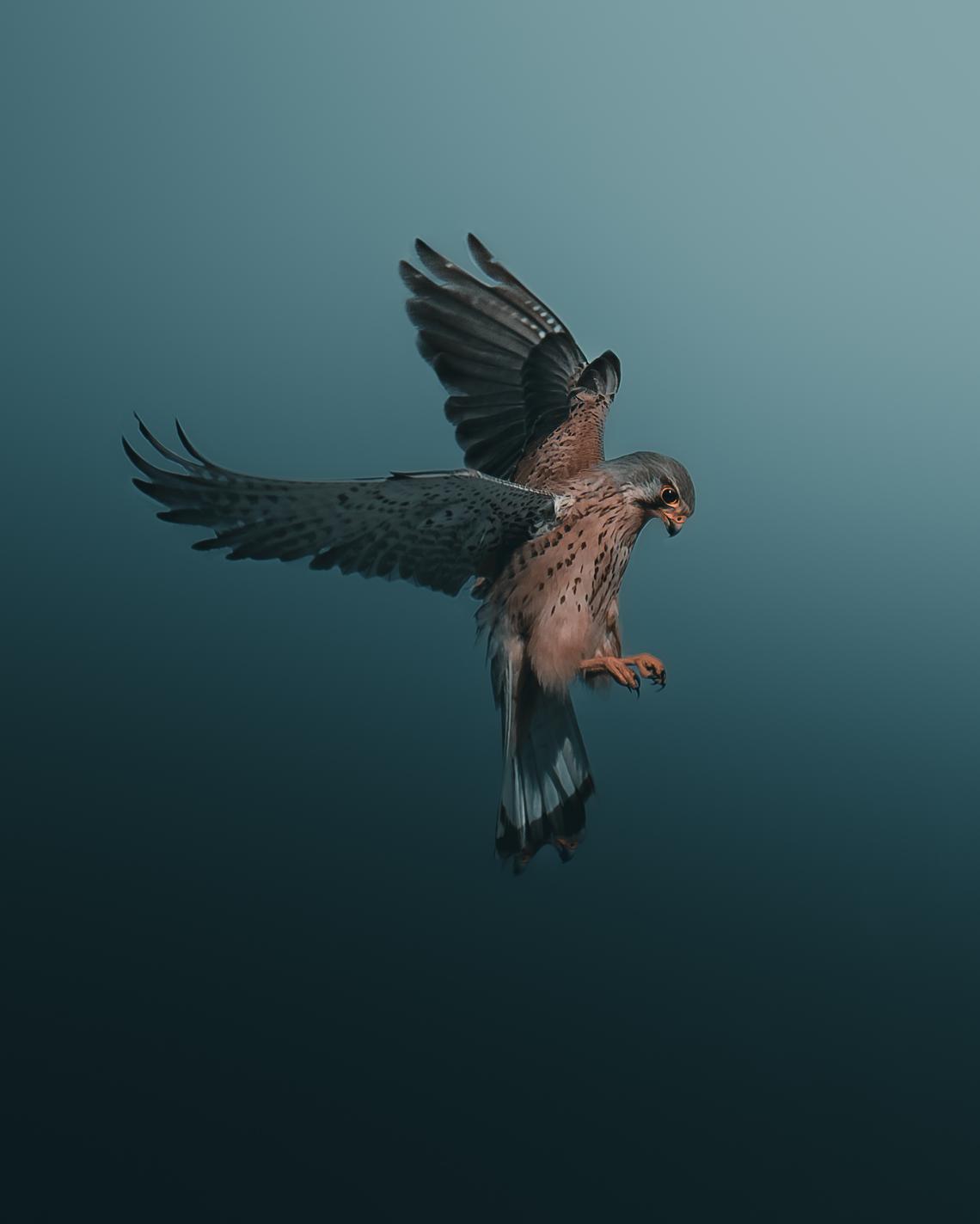 kestrel in flight