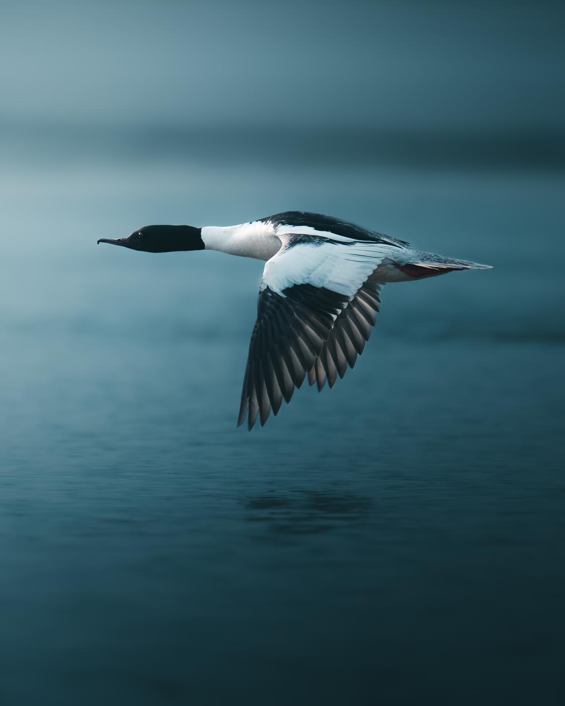 bird in flight